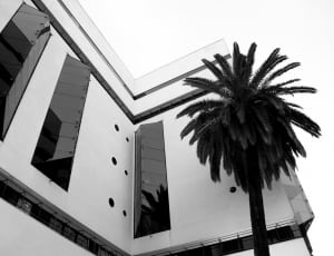 grayscale photo of palm tree near building thumbnail