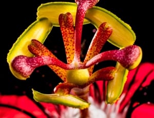 red and yellow plant thumbnail