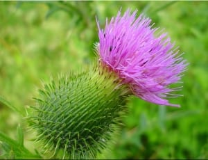 green and purple spiky flower thumbnail