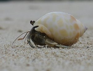 closeup photography of Seashell on shore thumbnail
