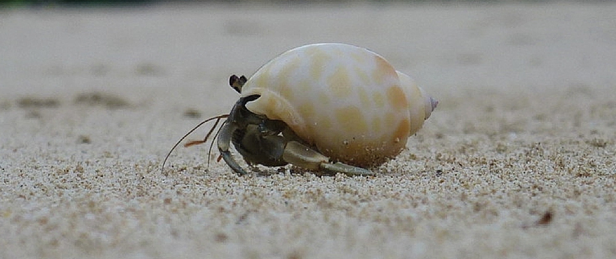 closeup photography of Seashell on shore