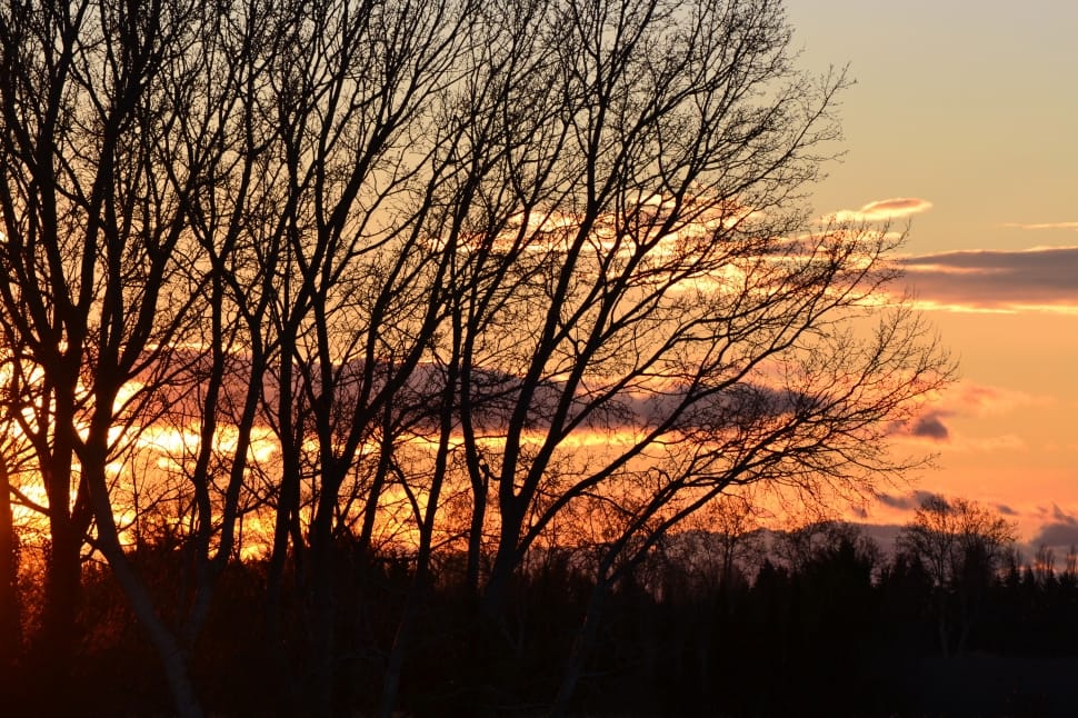 leafless tree preview