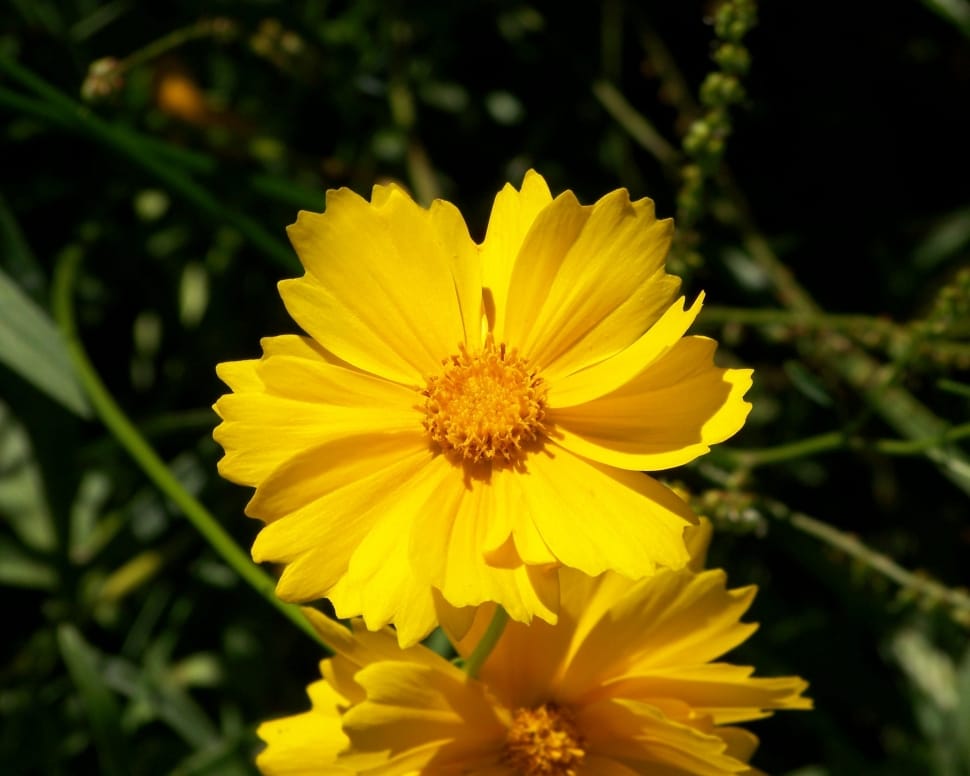 2 yellow flowers preview