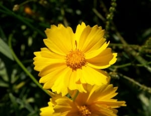 2 yellow flowers thumbnail