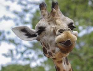 selective focus photography of giraffe thumbnail