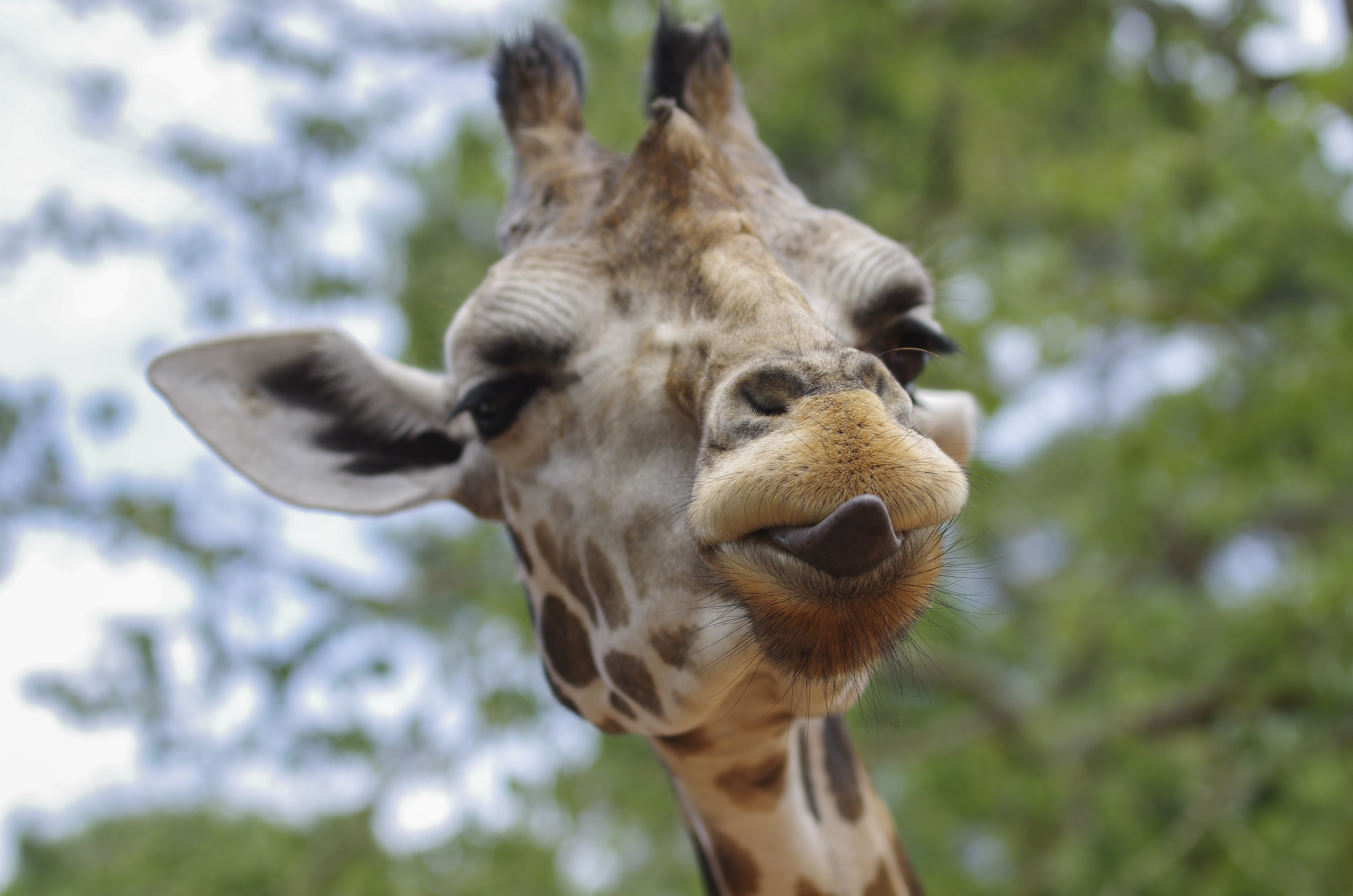 selective focus photography of giraffe