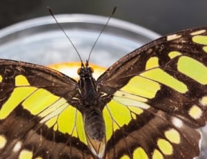 yellow and black butterfly thumbnail