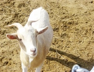 white goat thumbnail