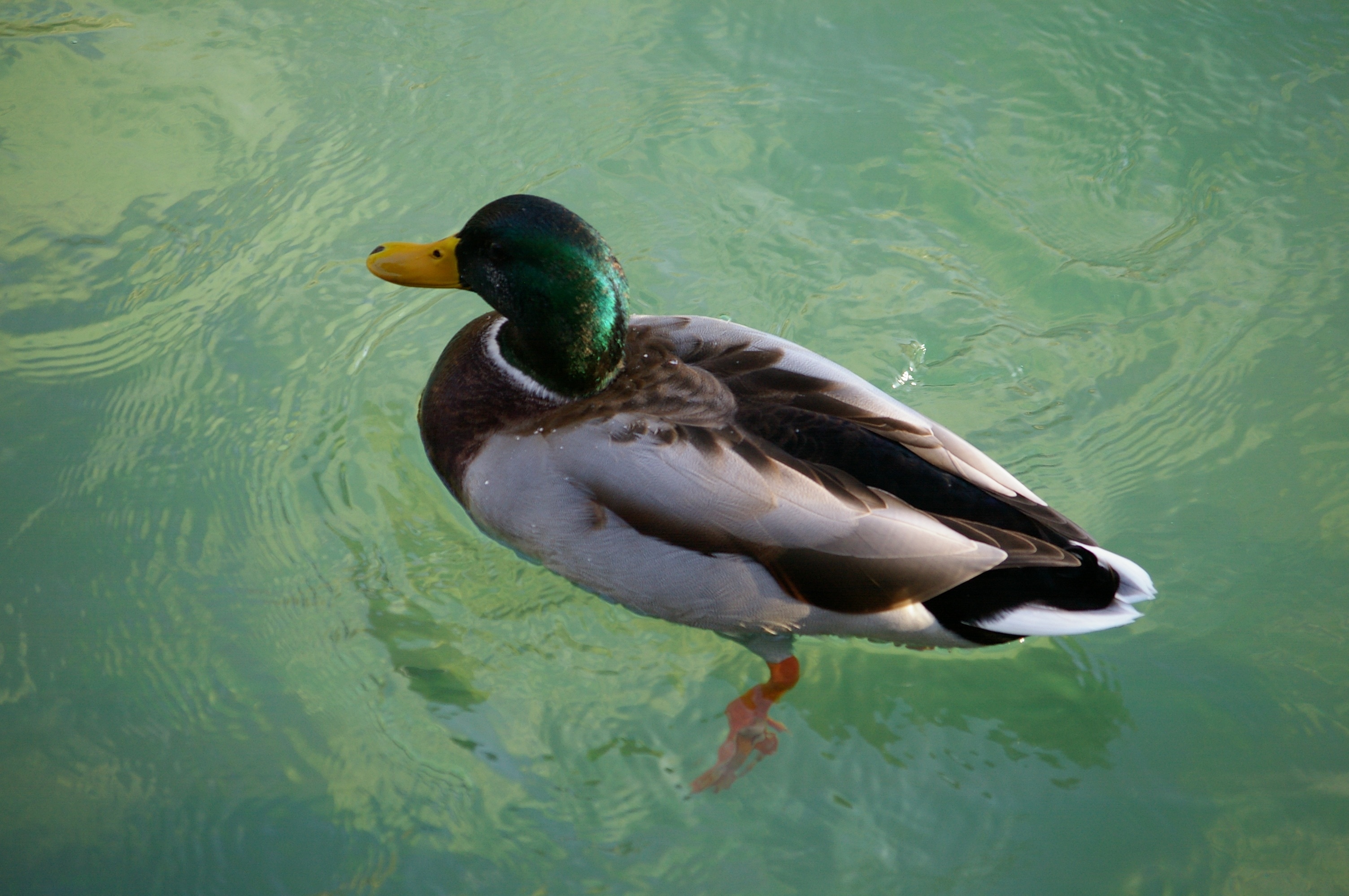 grey black and green duck