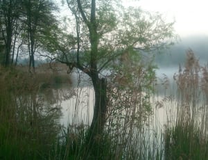 lake beside trees thumbnail