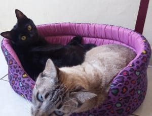 2 short fur cat and pet bed thumbnail