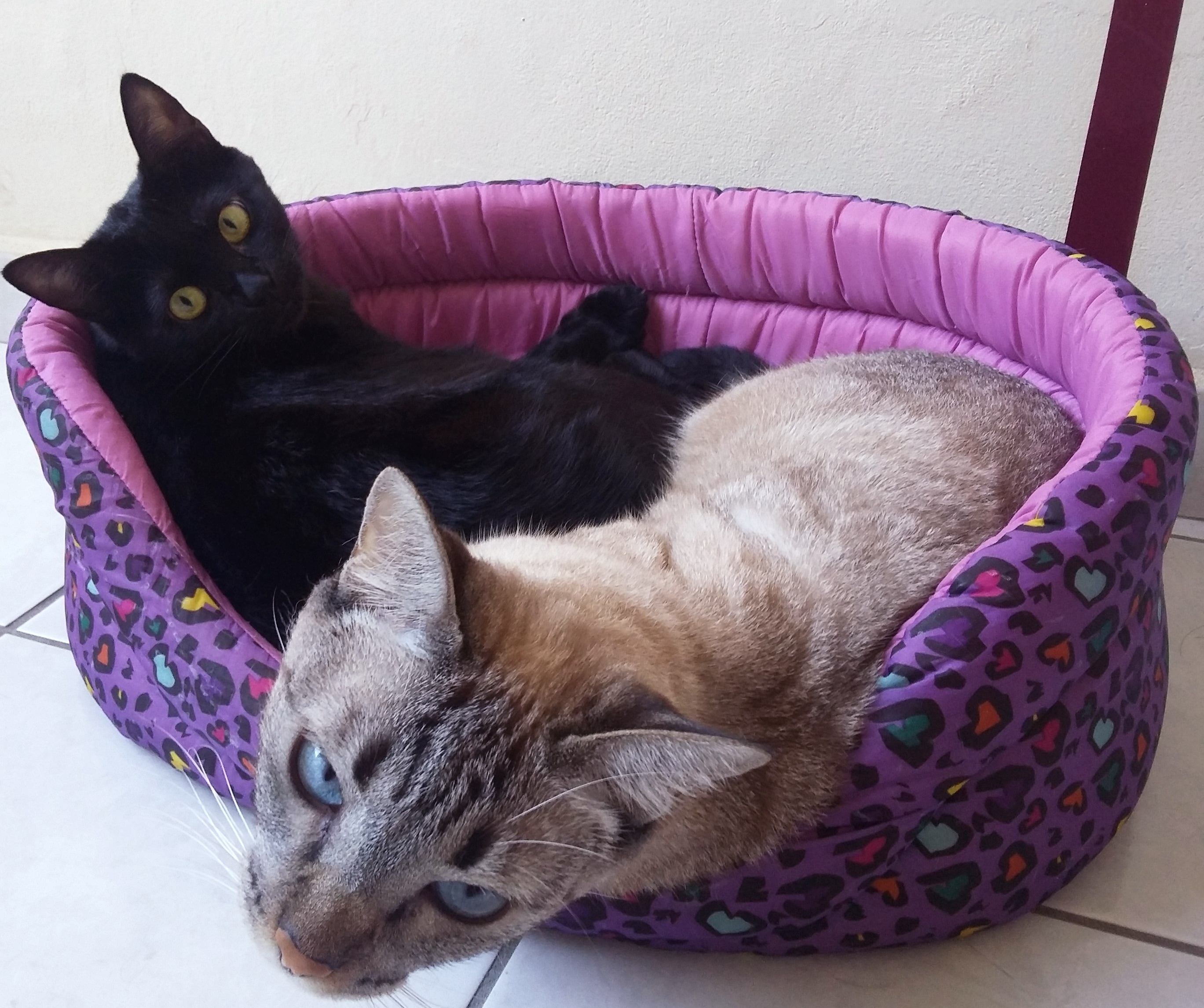 2 short fur cat and pet bed
