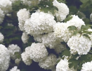 white flower and green leaves during day time thumbnail