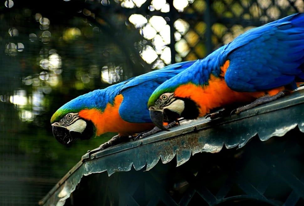 two blue and yellow macaws perching on roof preview