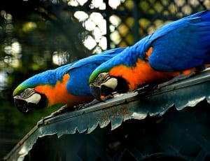two blue and yellow macaws perching on roof thumbnail