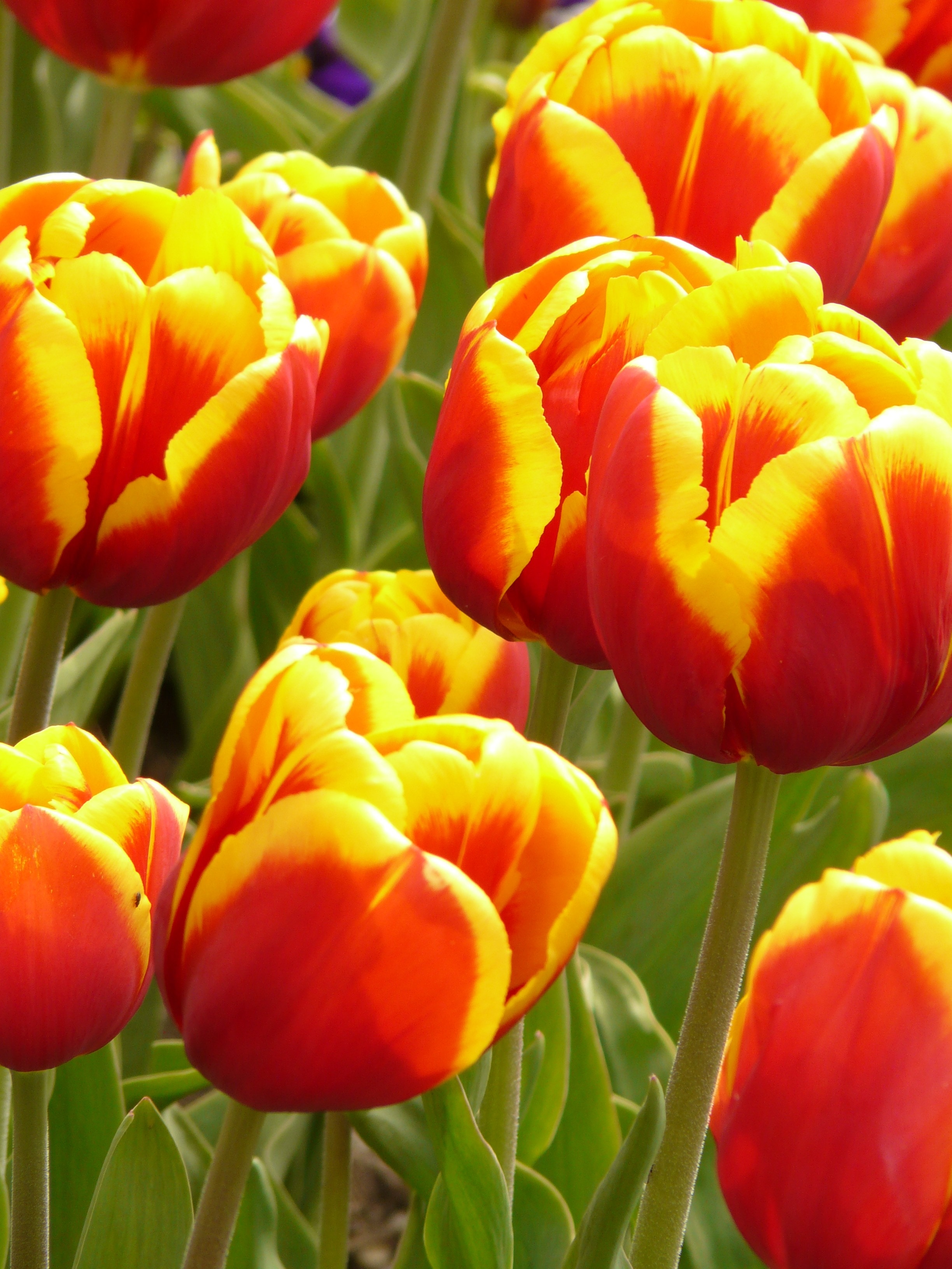 1080x1920 wallpaper | close photography of Tulips | Peakpx