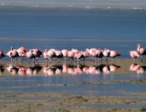 group of flamingo thumbnail