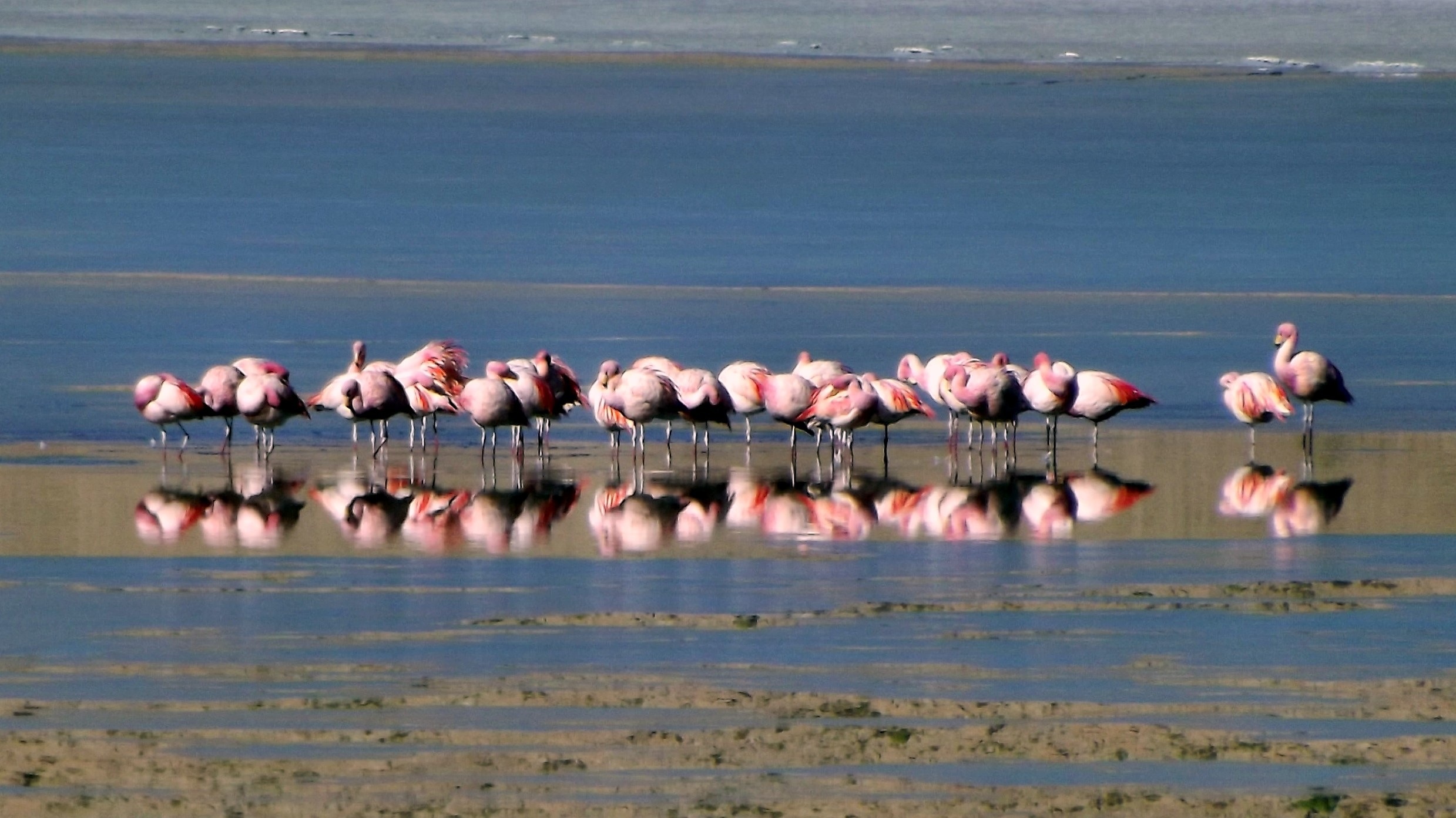 group of flamingo
