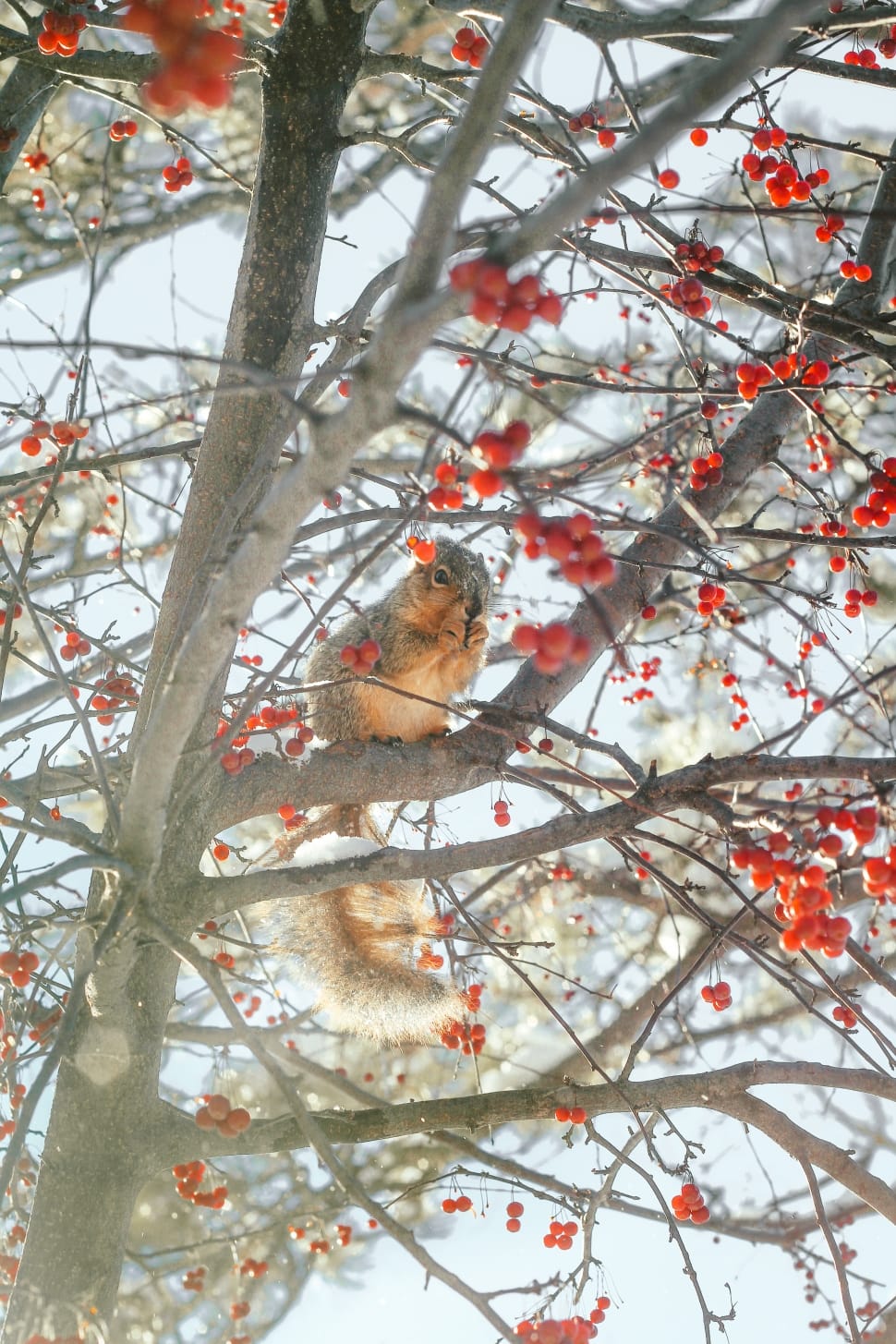 gray and brown squirrel on tree eating cherries during daytime preview