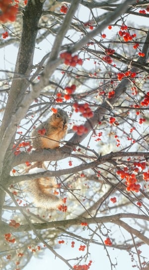 gray and brown squirrel on tree eating cherries during daytime thumbnail