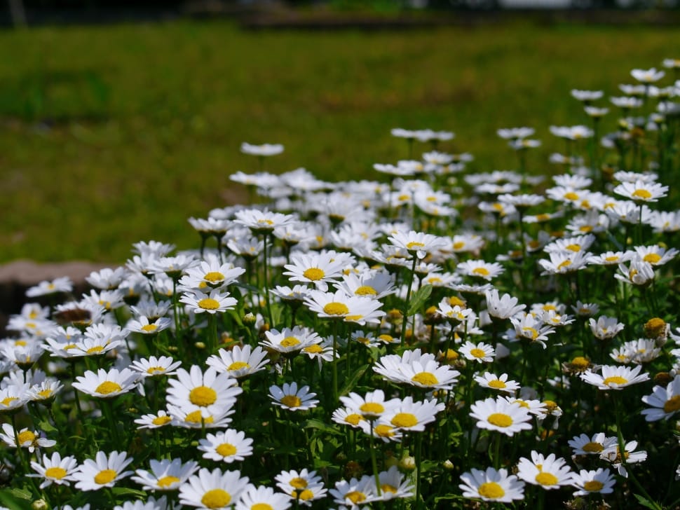 white and yellow daisy flowers preview