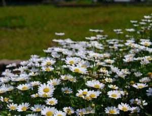white and yellow daisy flowers thumbnail