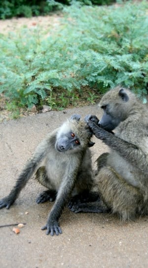 two monkeys sitting on ground thumbnail