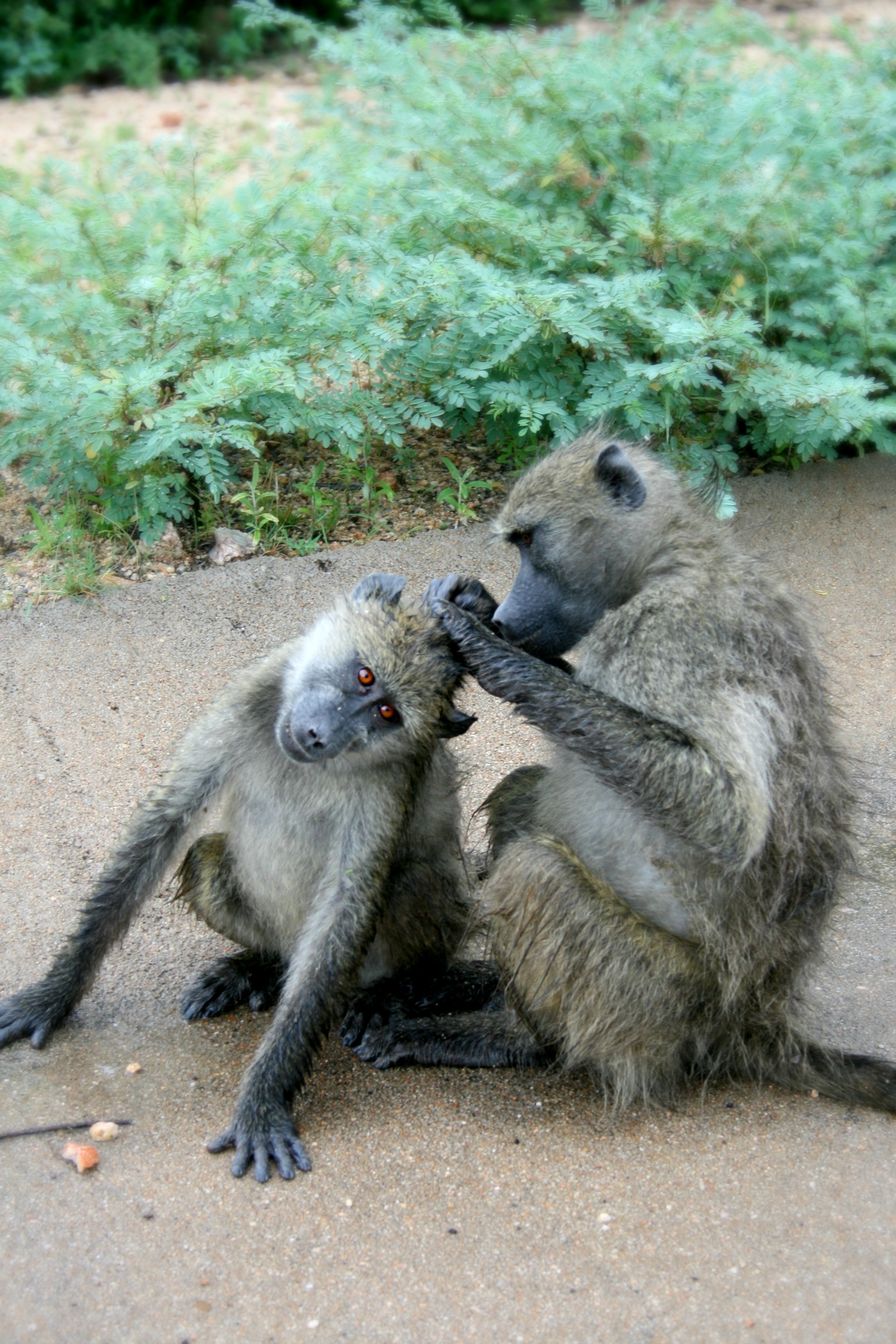 two monkeys sitting on ground
