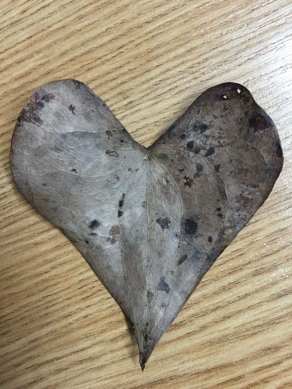 gray heart shape leaf preview