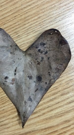 gray heart shape leaf thumbnail