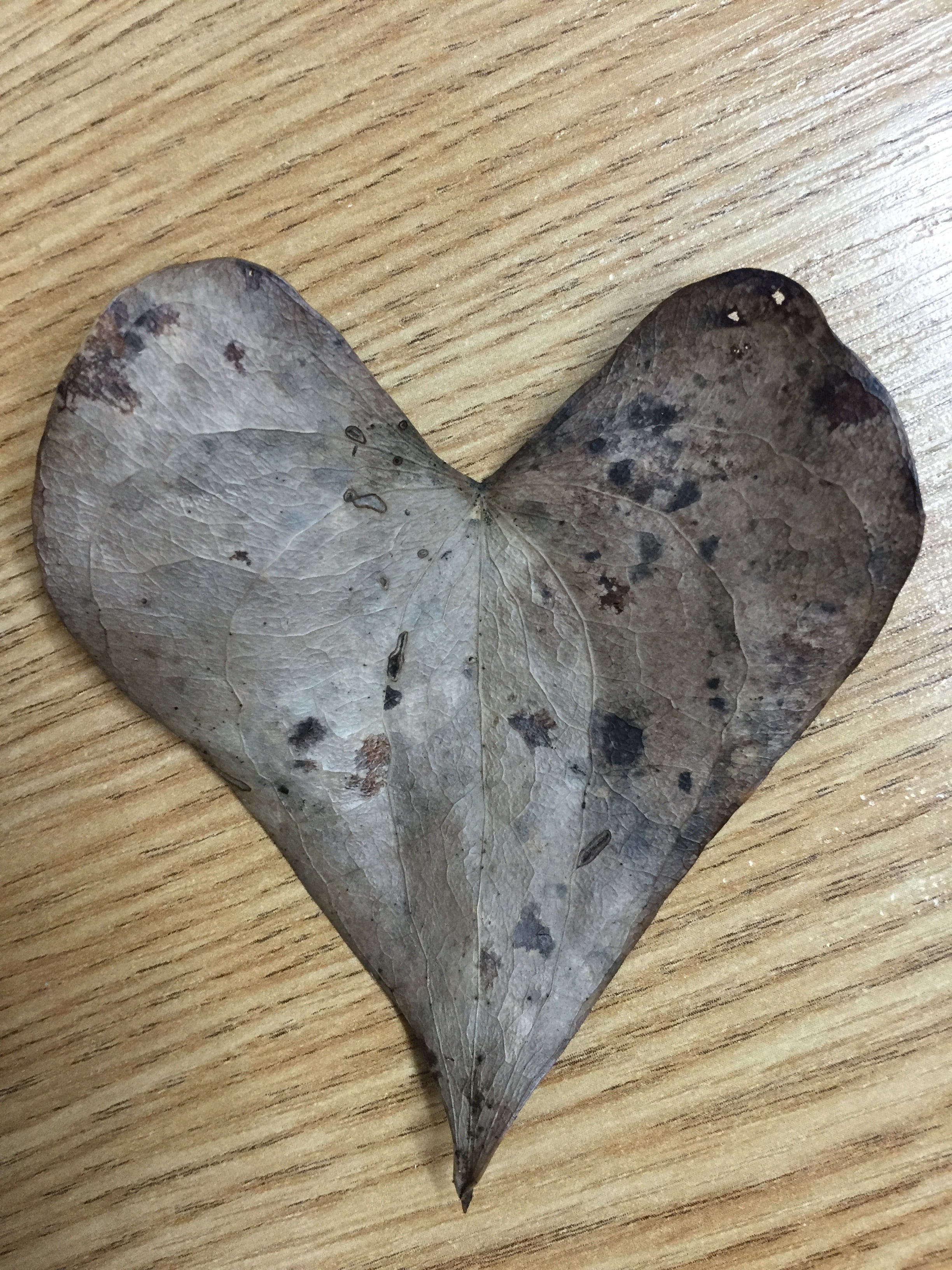 gray heart shape leaf