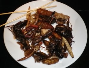 fried insects with chopsticks thumbnail