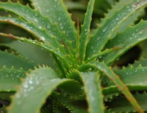 green leaves plant thumbnail