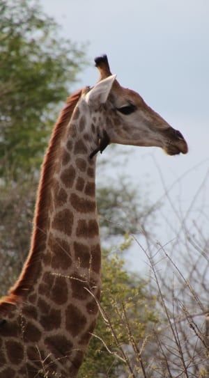 brown giraffe on trees thumbnail