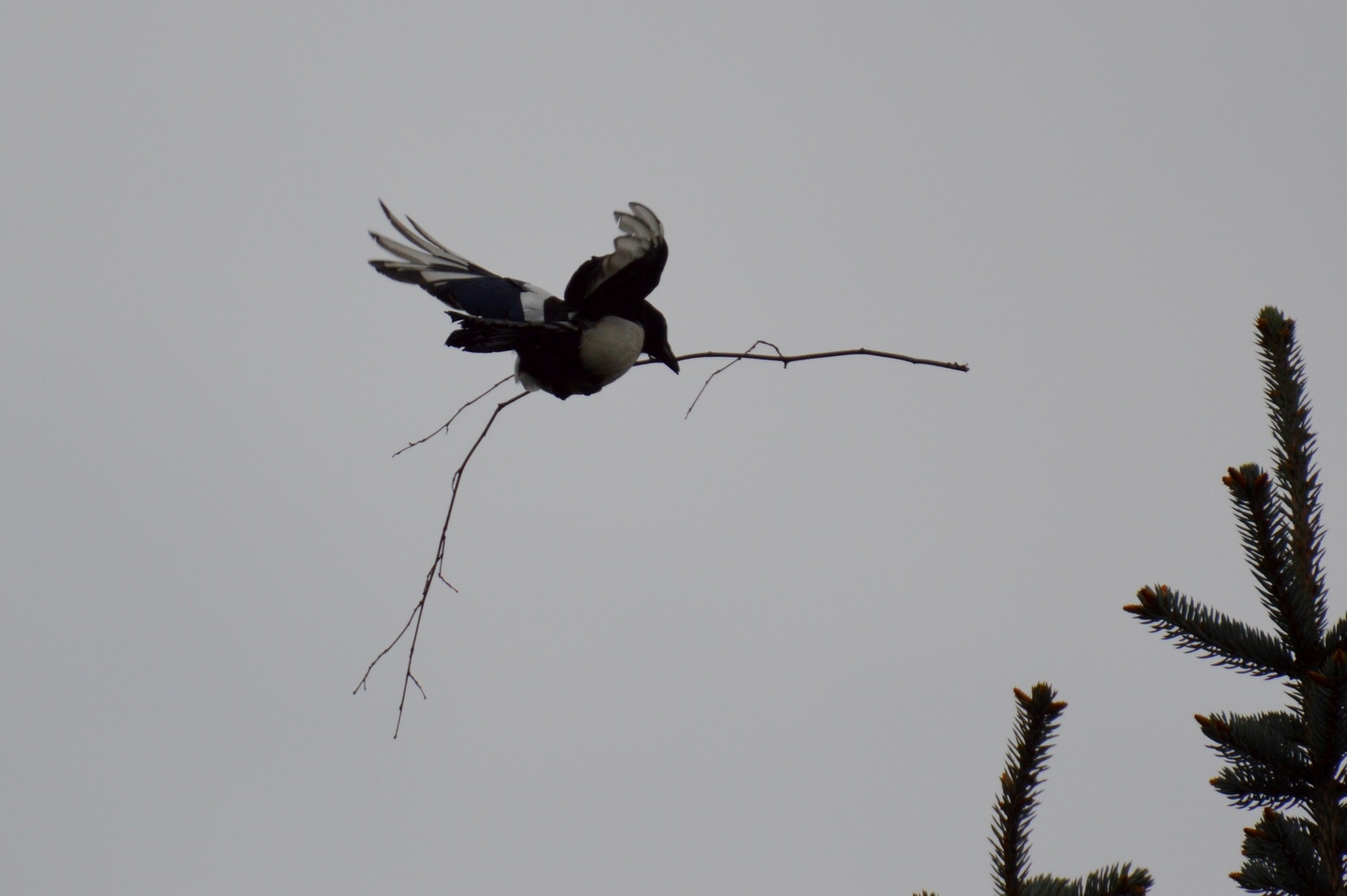 black and grey bird