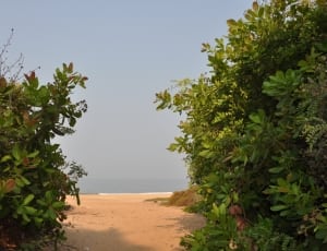 seashore beside plantation thumbnail