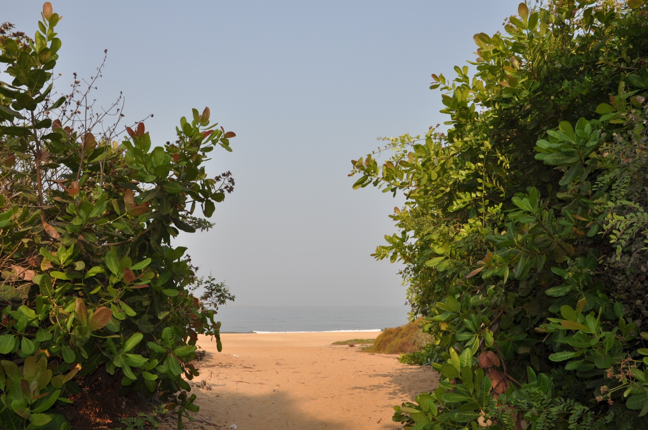 seashore beside plantation