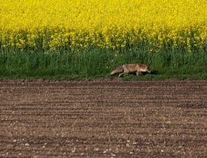 yellow flower field and brown wolf thumbnail