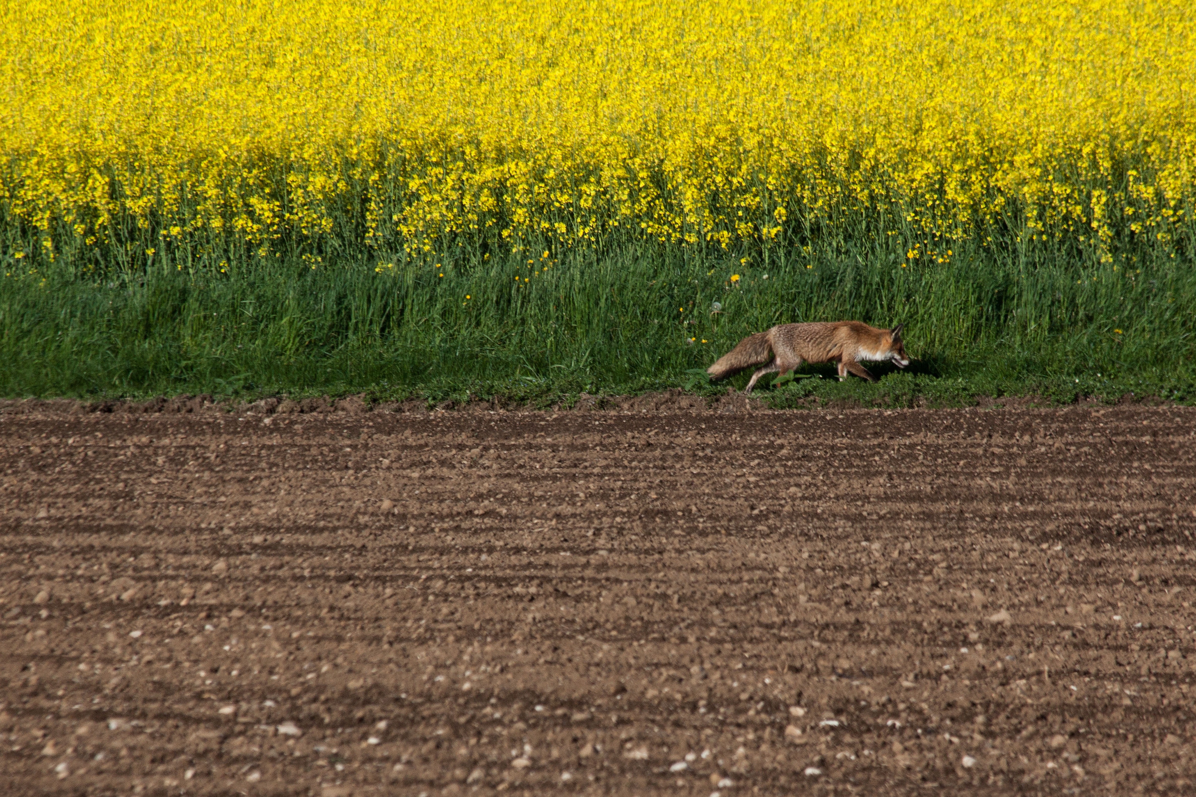 yellow flower field and brown wolf