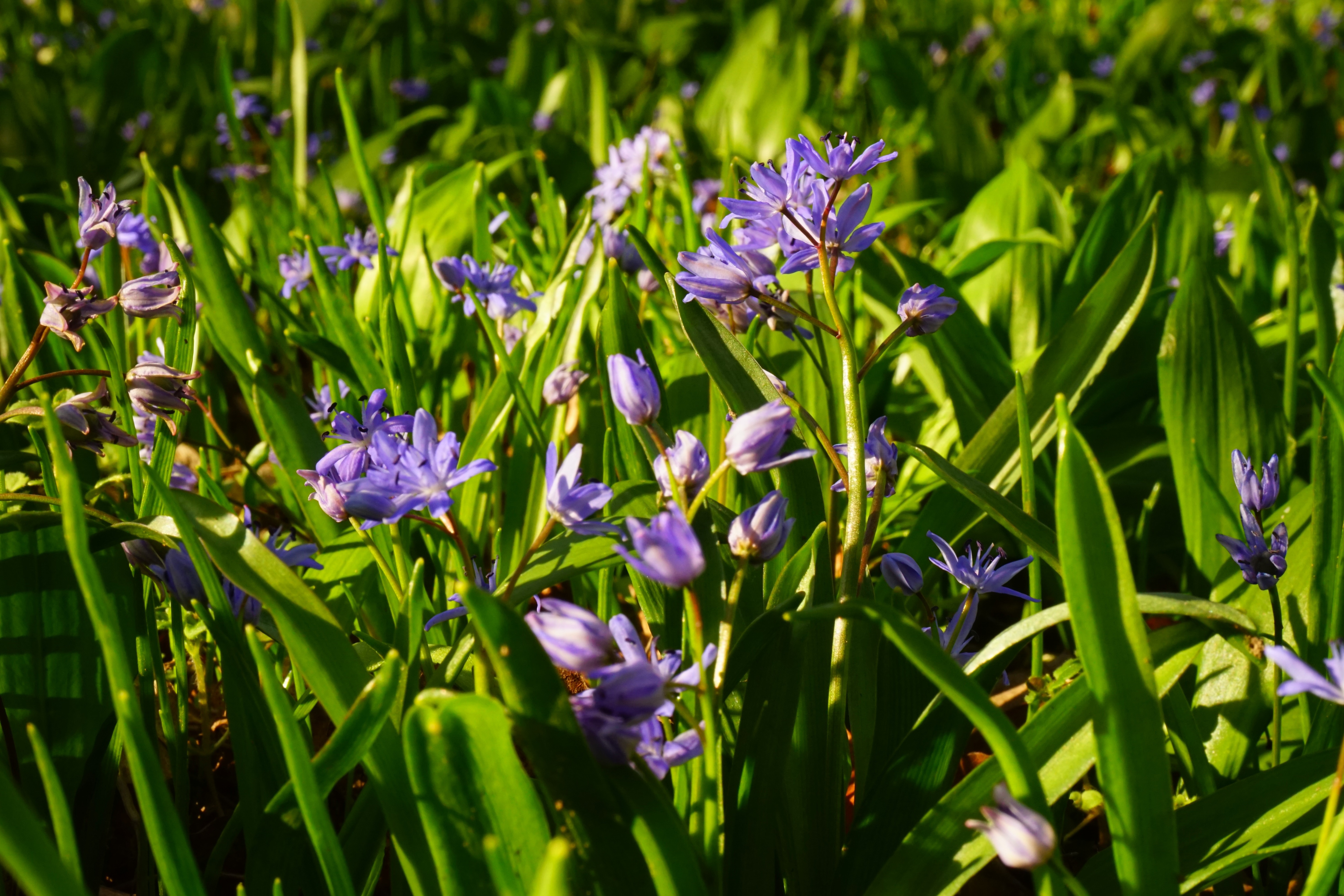 purple petaled flower