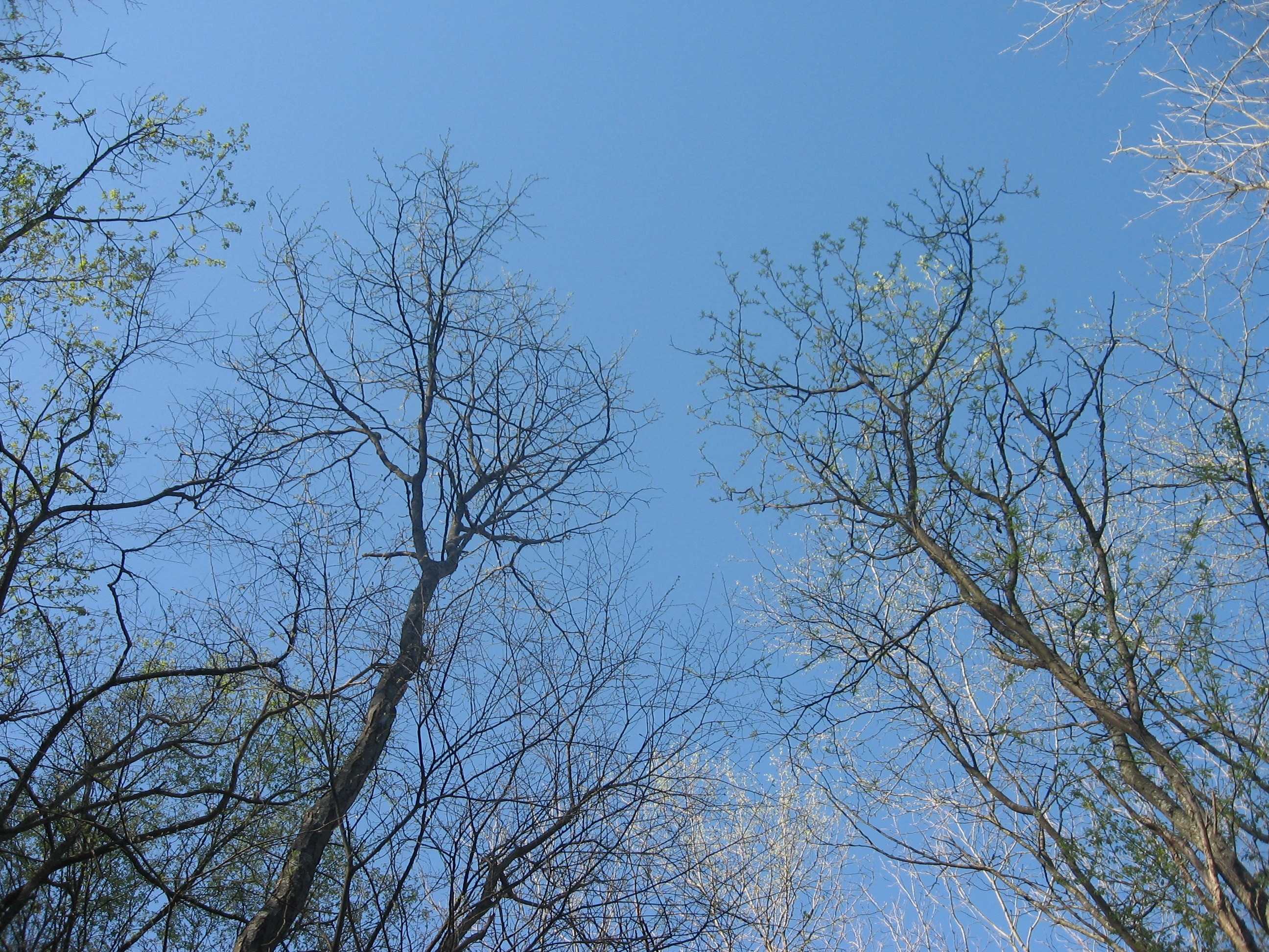 leafless trees