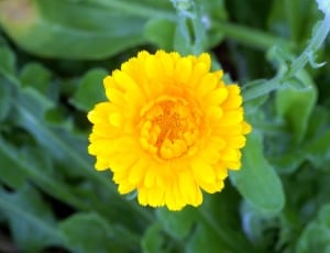 yellow cluster flower thumbnail