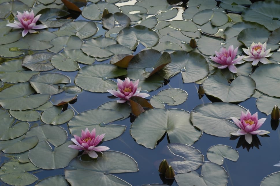 water lilies preview