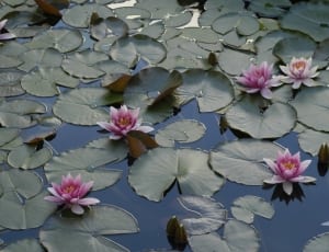 water lilies thumbnail