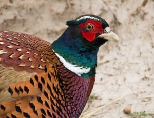 green brown and red bird thumbnail