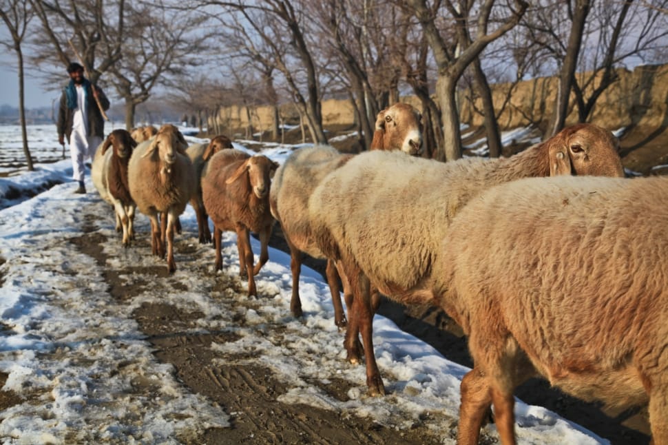 group of brown sheep preview