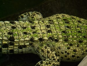 green and black crocodile thumbnail