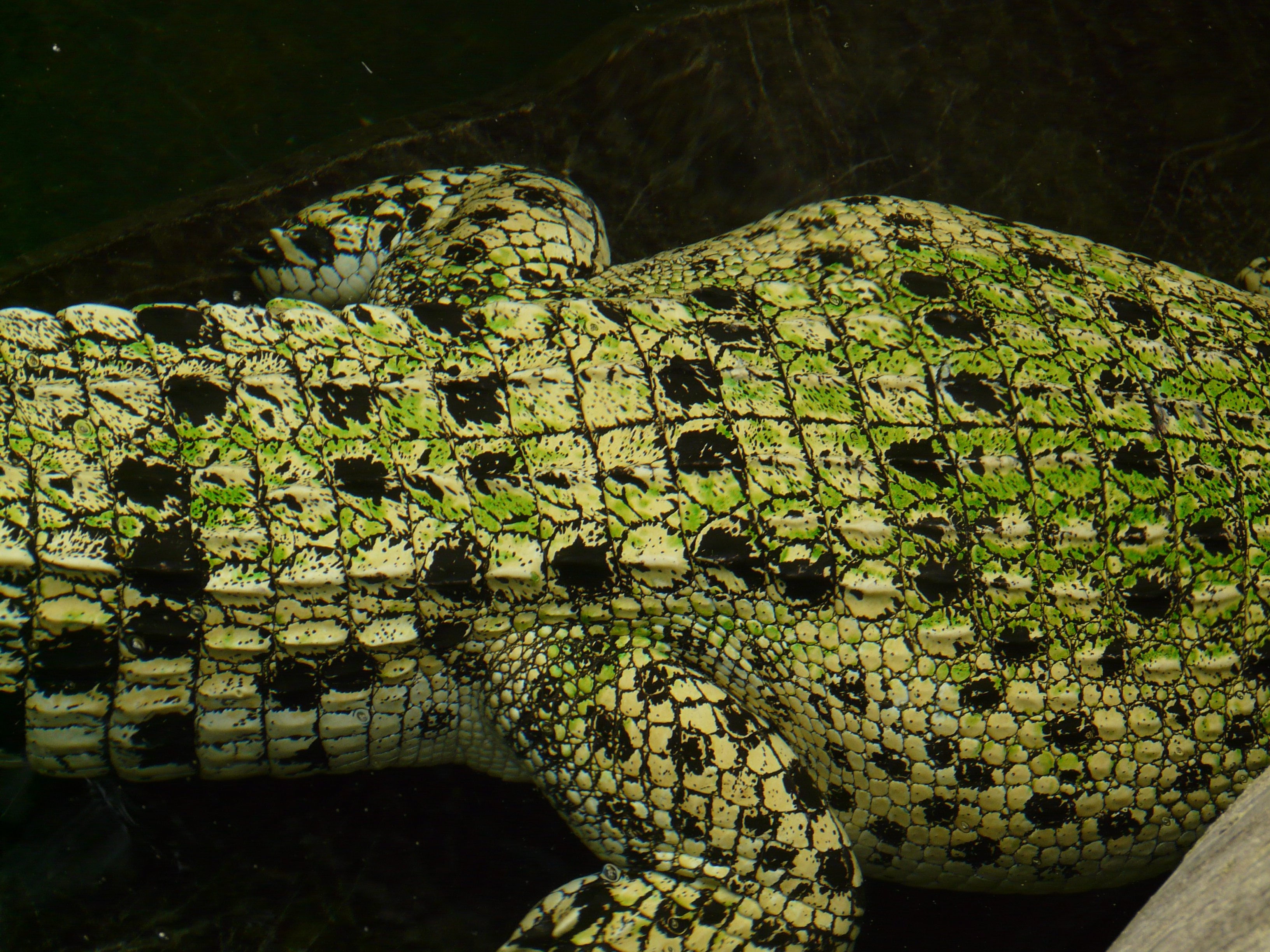green and black crocodile