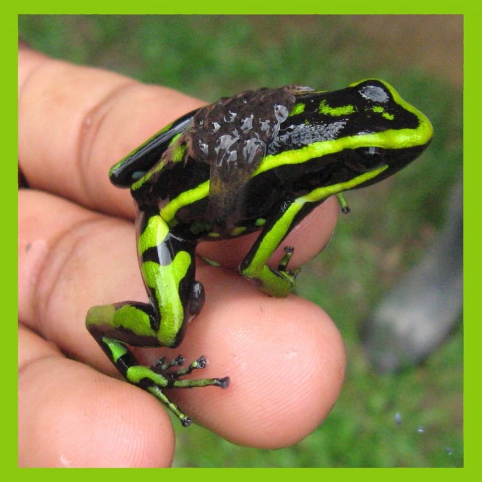green and black poisonous frog preview