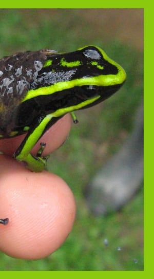 green and black poisonous frog thumbnail